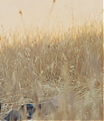 WF-DW228.jpg